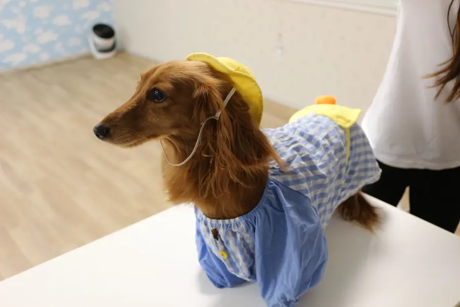 通園服を着たミニチュアダックスフンド