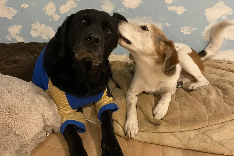 仲良く過ごす黒いラブラドールと白い犬
