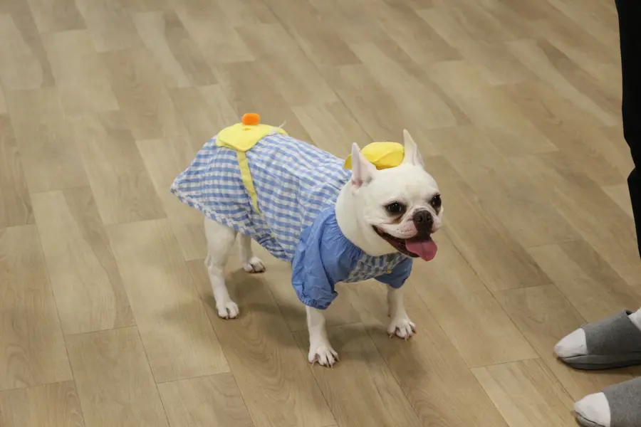 お洋服を着てこちらを見上げるフレンチブルドッグ