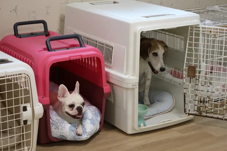 扉を開けたクレートの中でくつろぐ2頭の犬