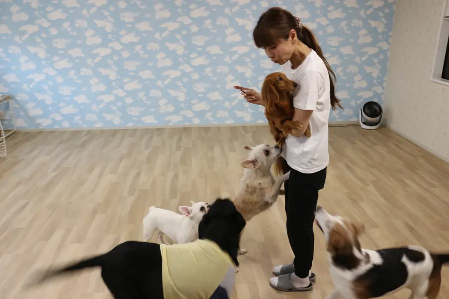 園内でオーナーと一緒にのびのびあそぶ犬たち