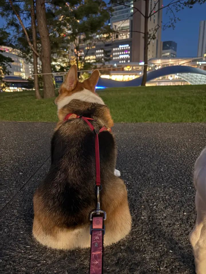 夕暮れの公園で、街の灯りを眺めて座るコーギー