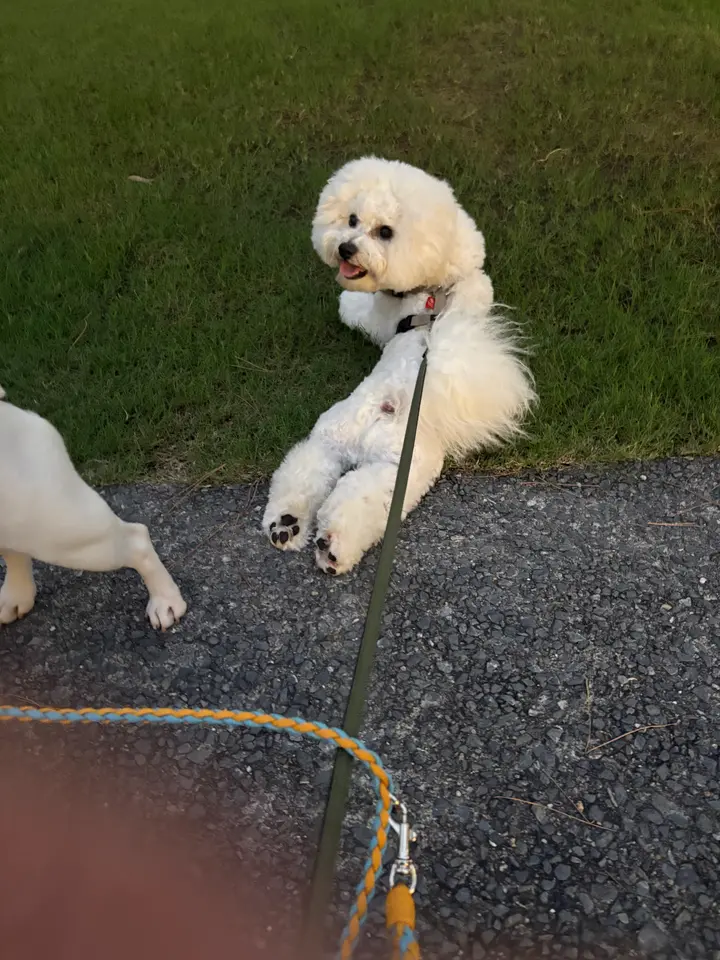 夕方の芝生でお友だちの犬とくつろぐビションフリーゼ